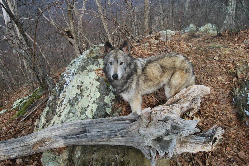 Wolf on Forest Trail