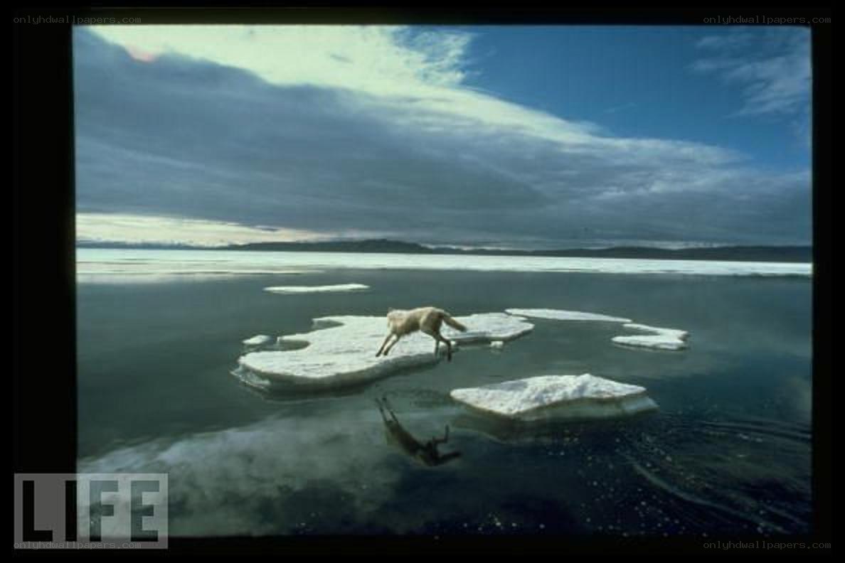 wolf on ice floe