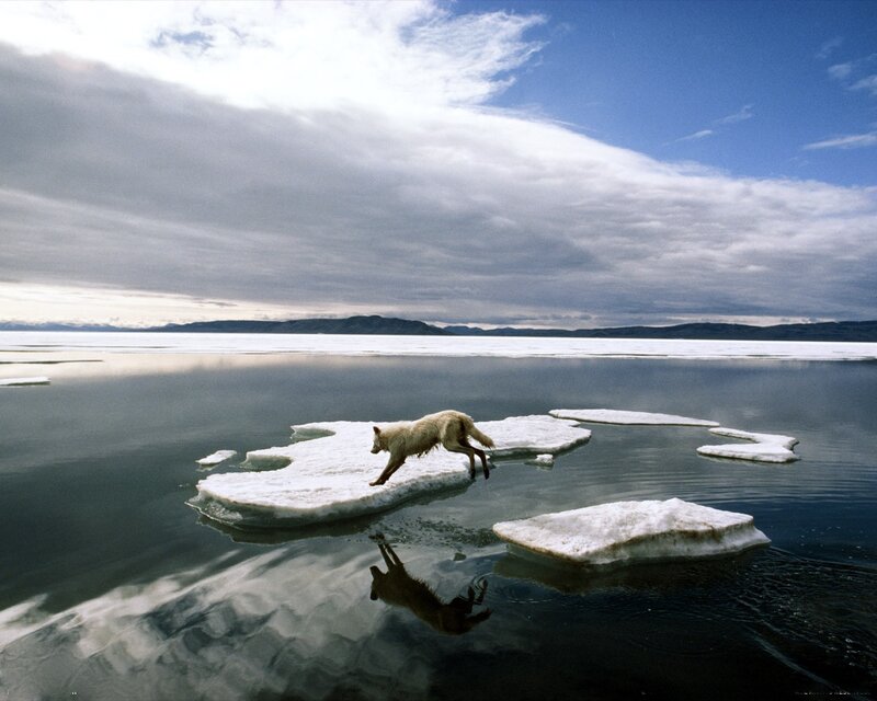 wolf on ice floes