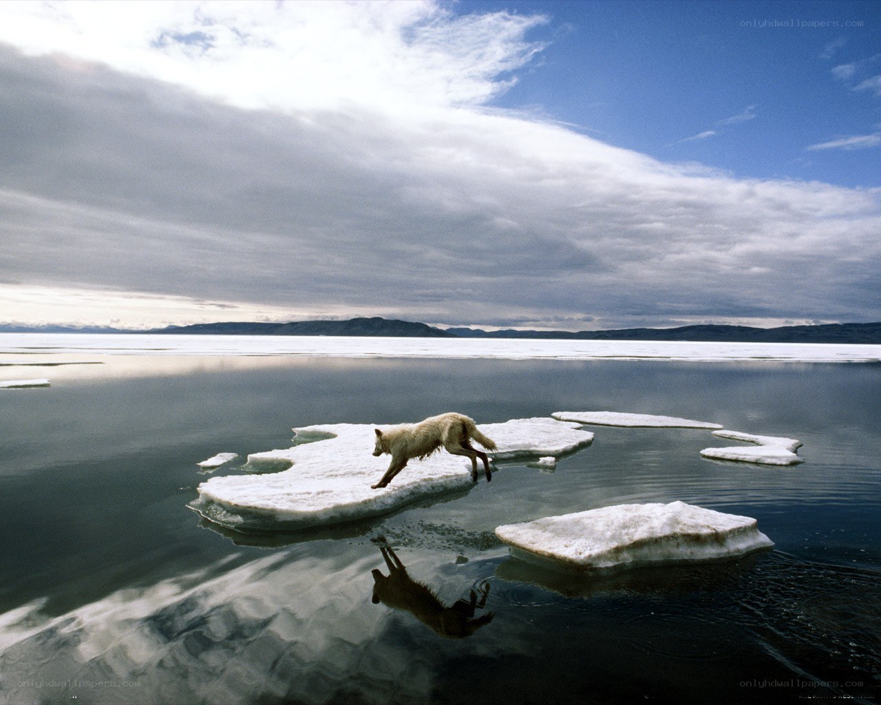 wolf on ice floes