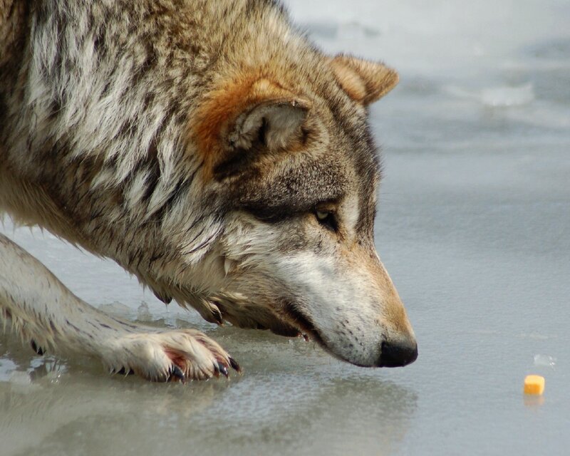 Wolf on Ice