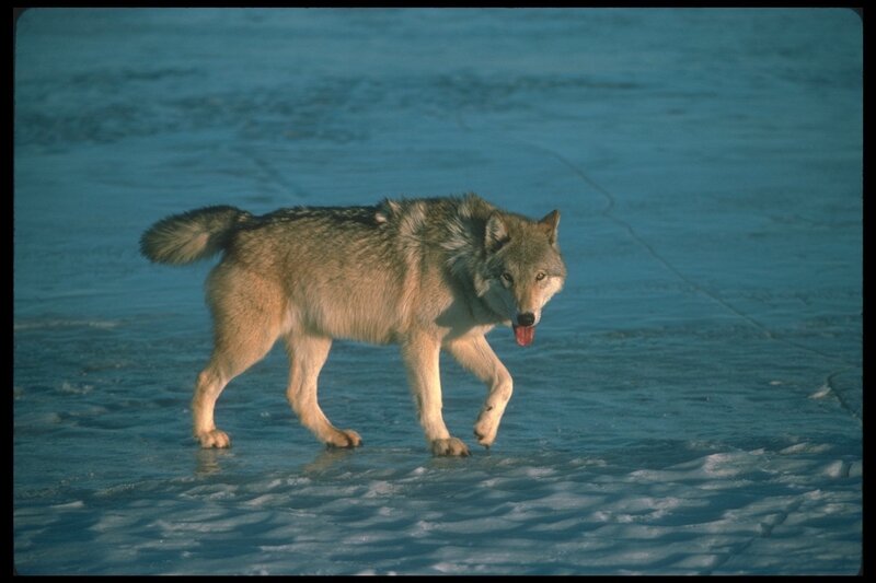 wolf on icy surface