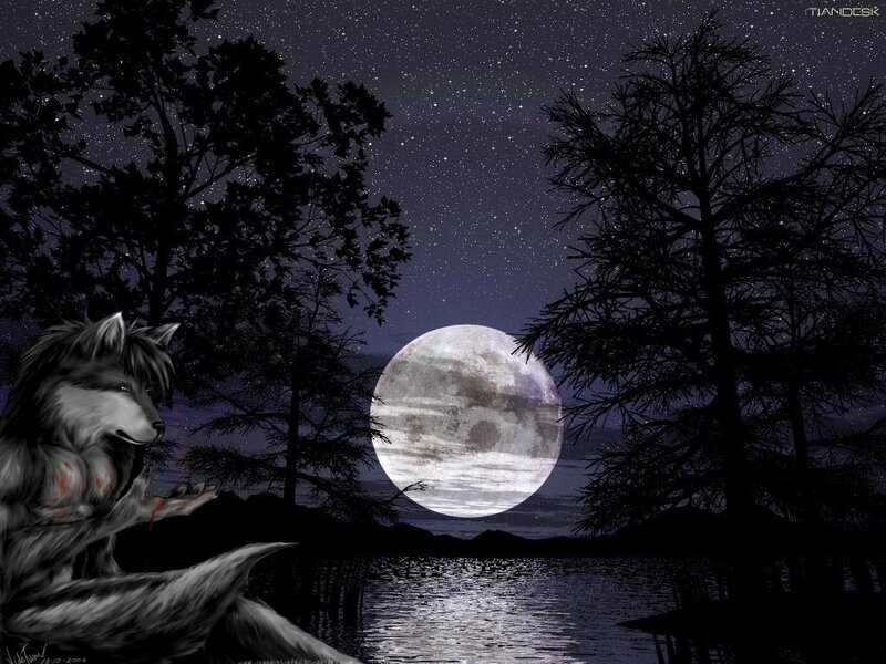 Wolf on Lake Shore