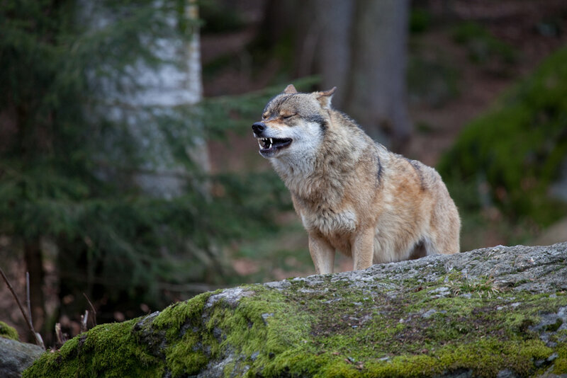 Wolf on Mossy Rock