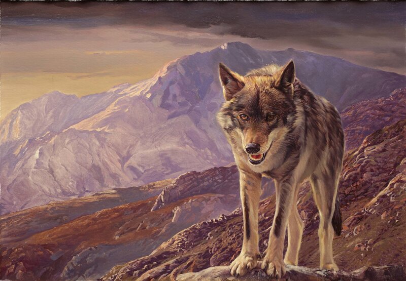 Wolf on Mountain Peak