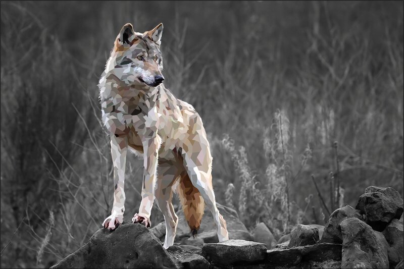Wolf on Rocks — Gray