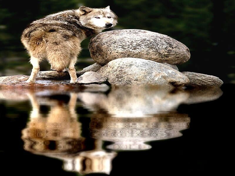 Wolf on Rocks