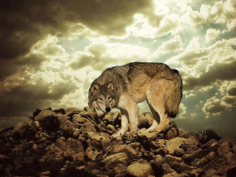 Wolf on Rocky Hill