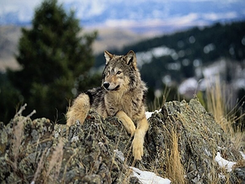 Wolf on Rocky Outcrop
