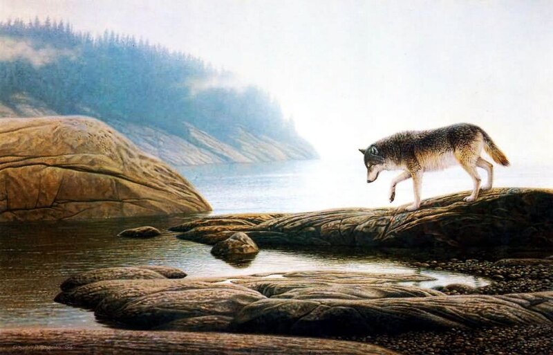 Wolf on Rocky Shore — Gray