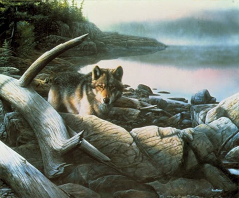 Wolf on Rocky Shore