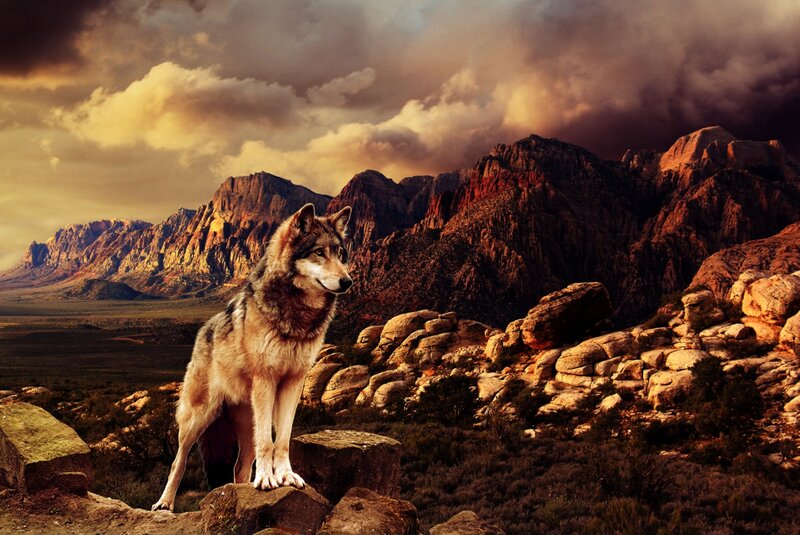Wolf on Rocky Terrain — Brown, Dramatic