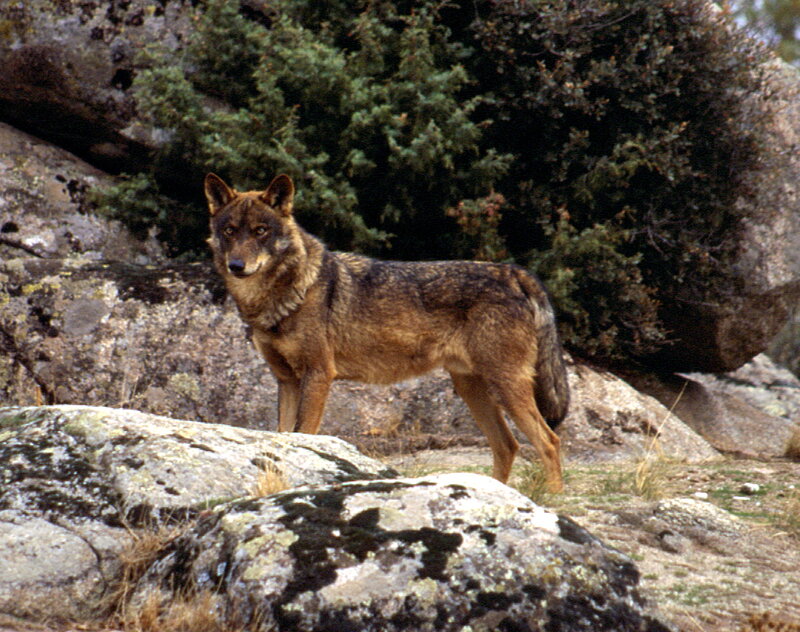 Wolf on Rocky Terrain — Brown