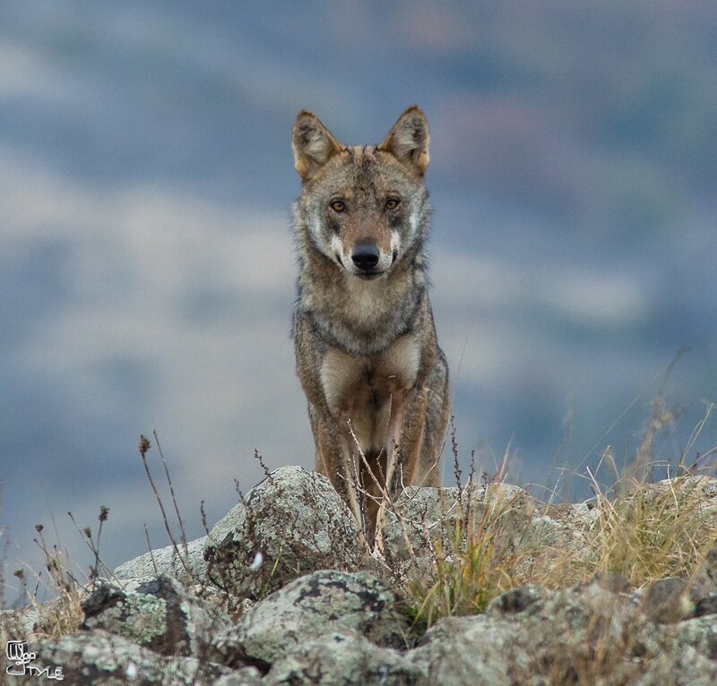 Wolf on Rocky Terrain — Gray, Alert