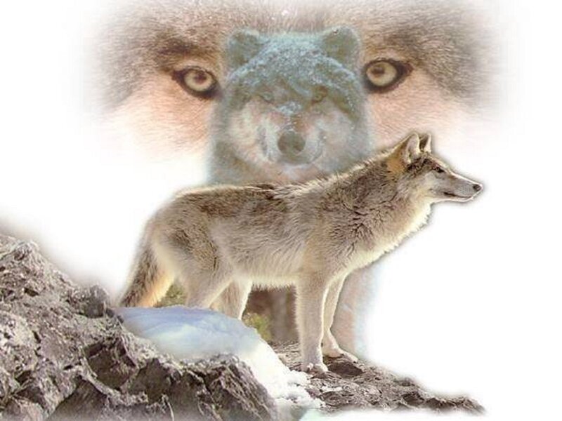 Wolf on Rocky Terrain — Gray, Dramatic