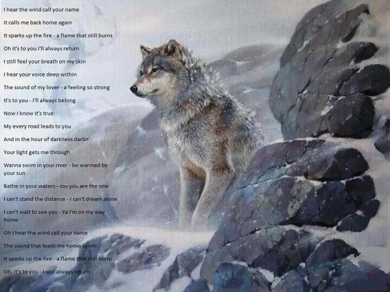 Wolf on Rocky Terrain — Gray, Melancholic