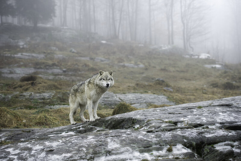 Wolf on Rocky Terrain — Gray, Misty