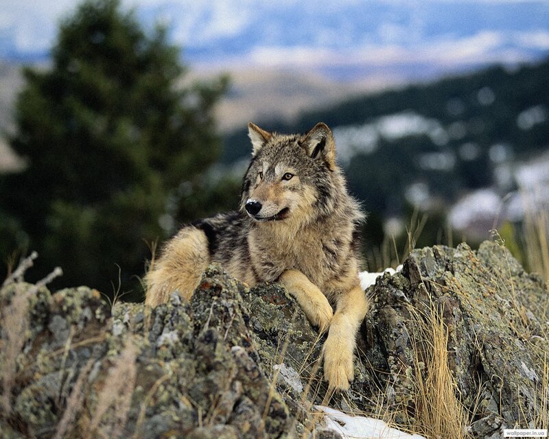 Wolf on Rocky Terrain — Gray, Natural