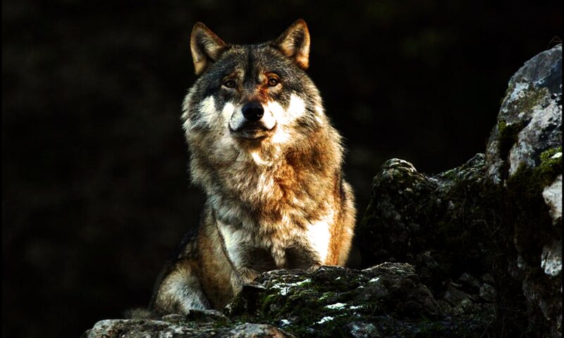Wolf on Rocky Terrain — Gray
