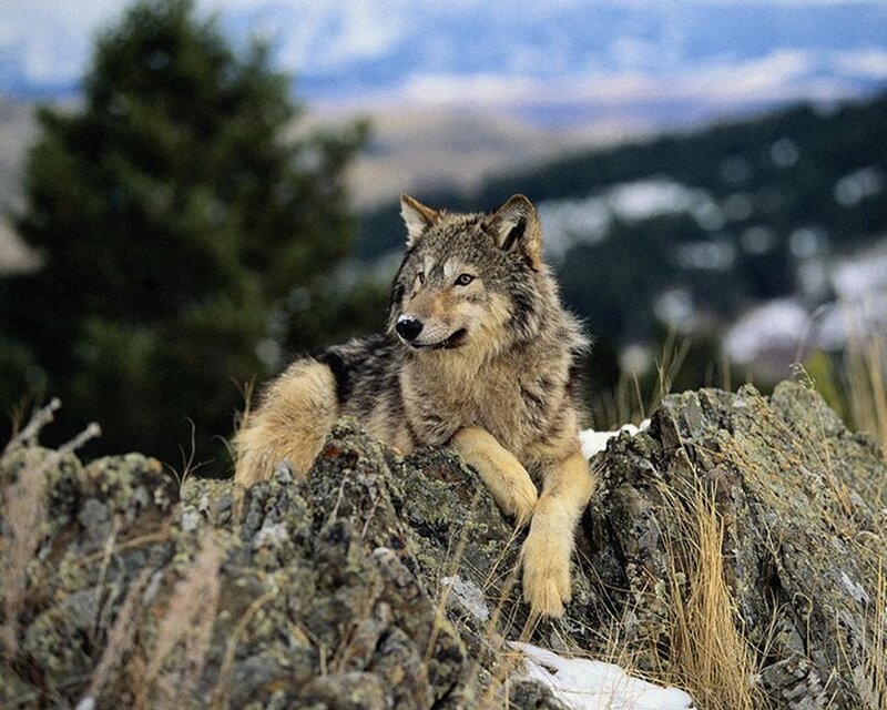 Wolf on Rocky Terrain