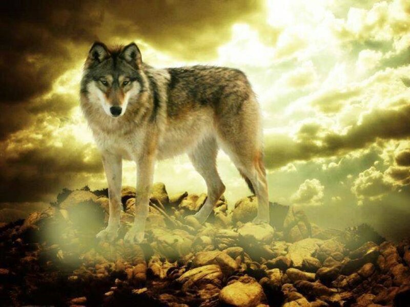 Wolf on Rocky Terrain — Yellow, Dramatic