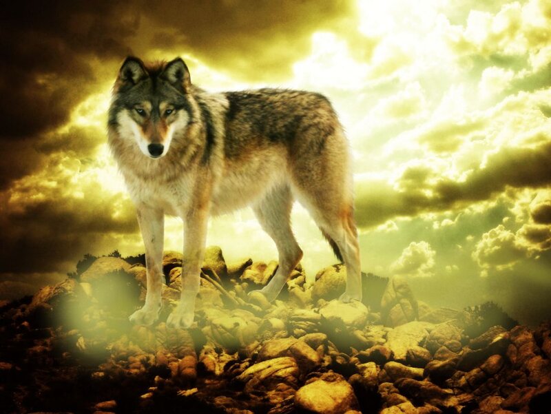 Wolf on Rocky Terrain — Yellow