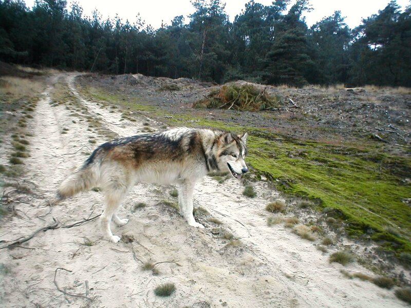 Wolf on Sandy Path