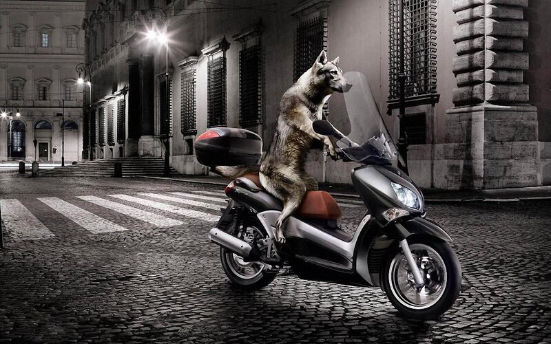 Wolf on Scooter — Black