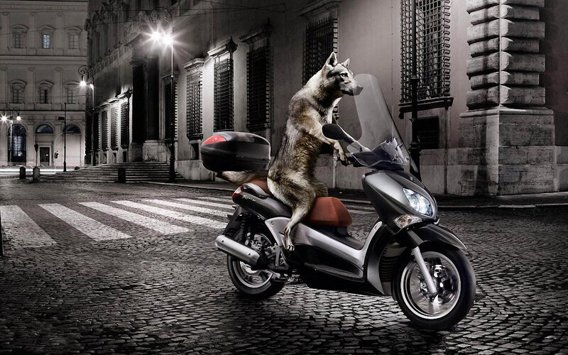Wolf on Scooter