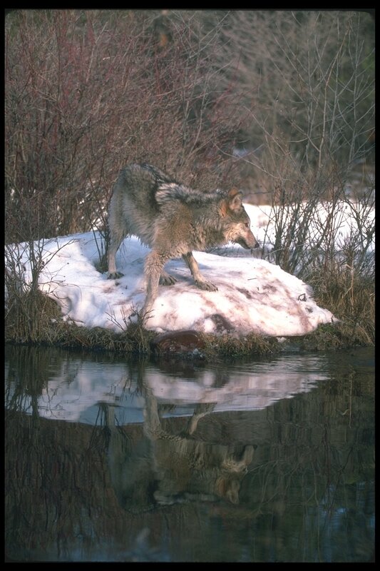 Wolf on snowy bank