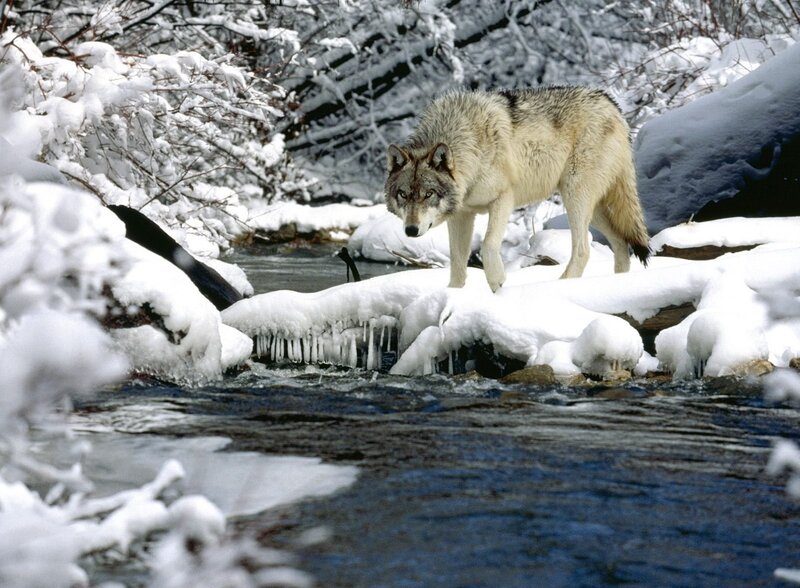 Wolf on Snowy Bank — White
