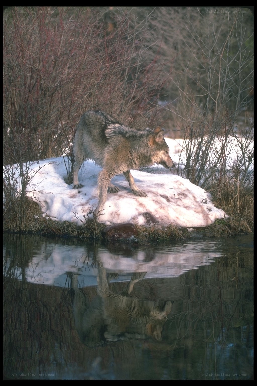 Wolf on snowy bank