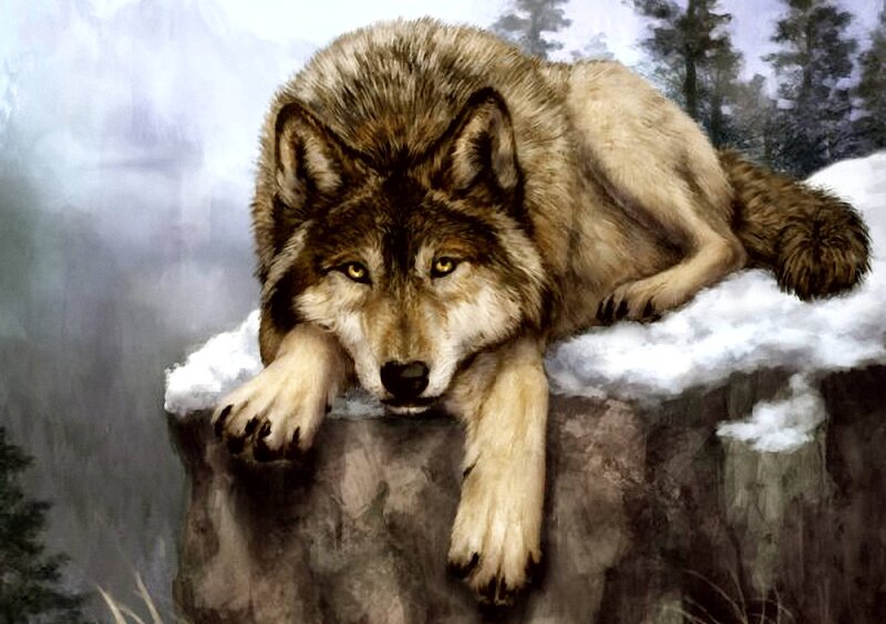 Wolf on Snowy Cliff
