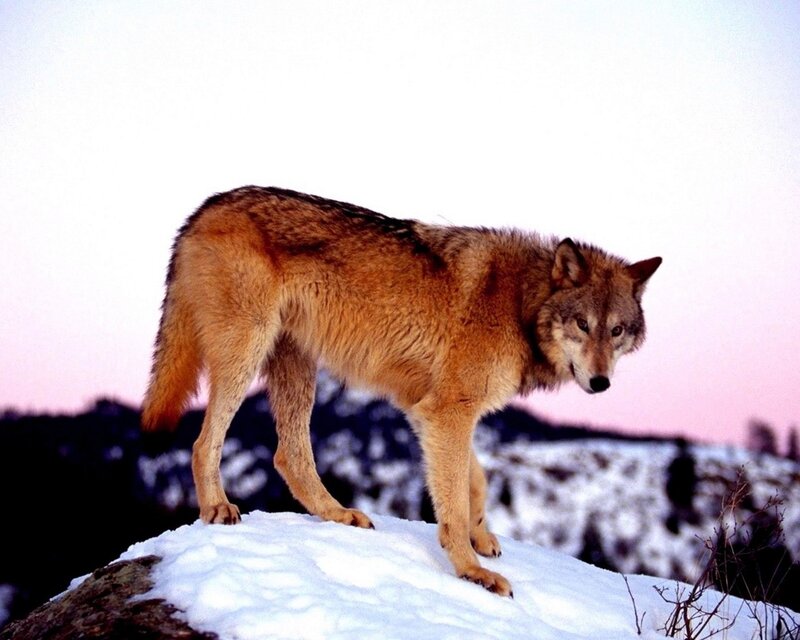 wolf on snowy hill