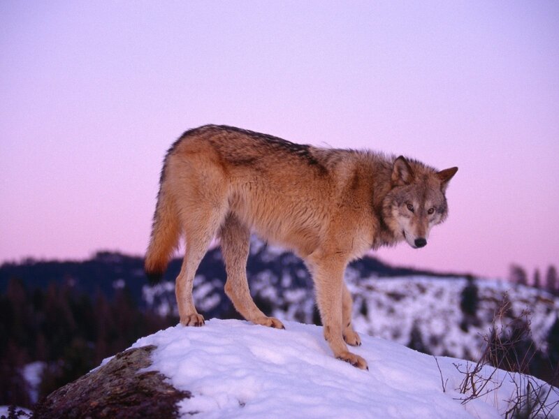 wolf on snowy hill at dusk