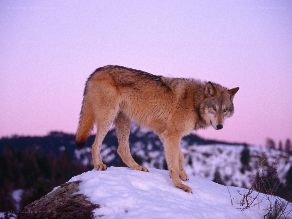wolf on snowy hill at dusk