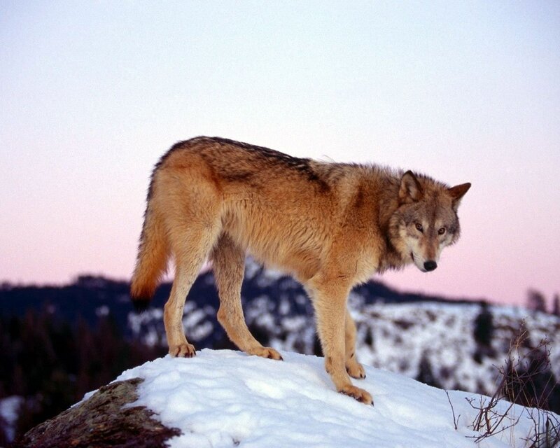 Wolf on Snowy Hill — White, Serene