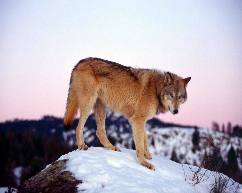 Wolf on Snowy Hill — White