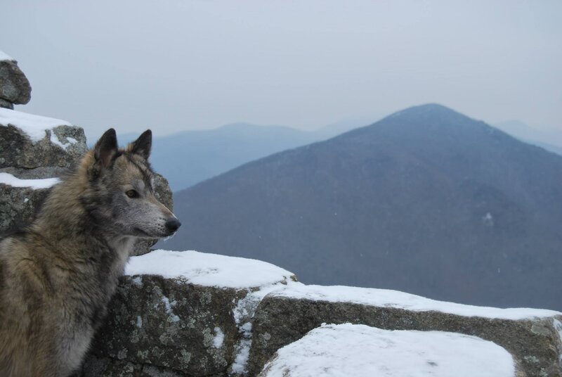 Wolf on Snowy Ledge — Gray