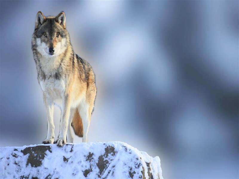 Wolf on Snowy Rock — Gray