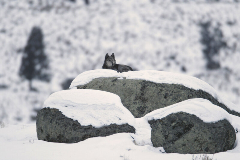 wolf on snowy rock