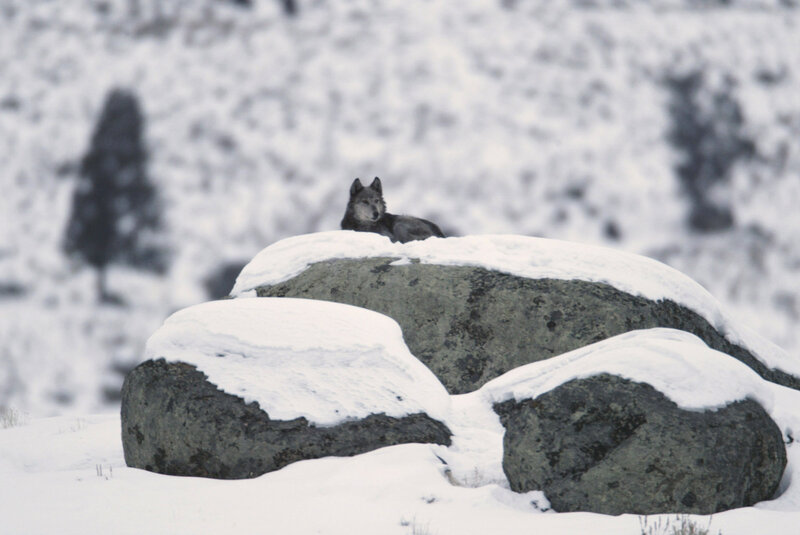 Wolf on Snowy Rock — White