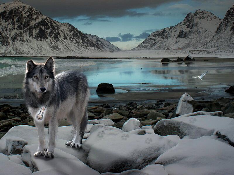 Wolf on Snowy Rocks