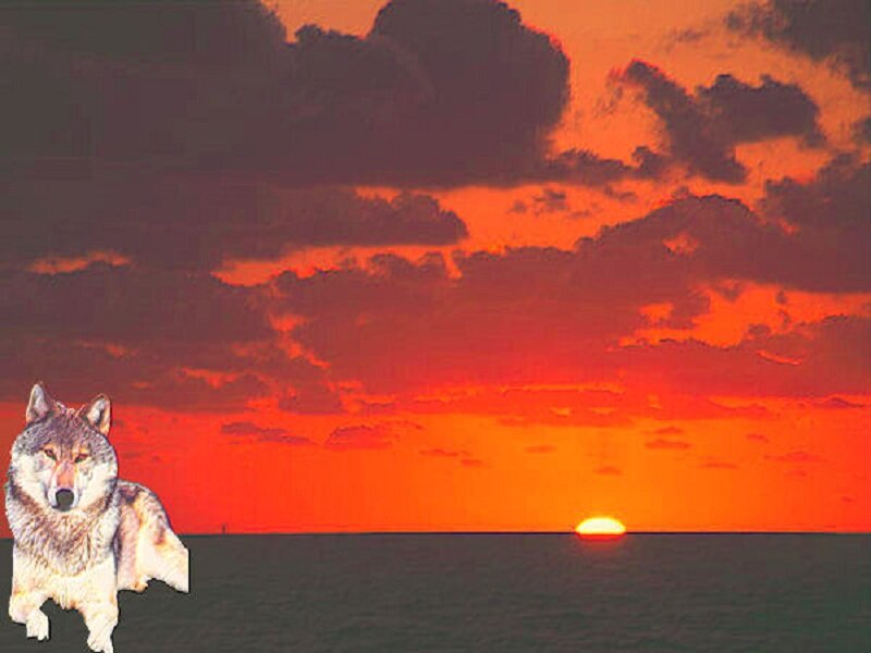 Wolf on Sunset Beach