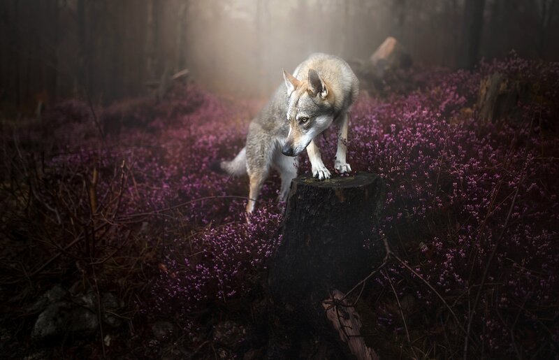 Wolf on Tree Stump
