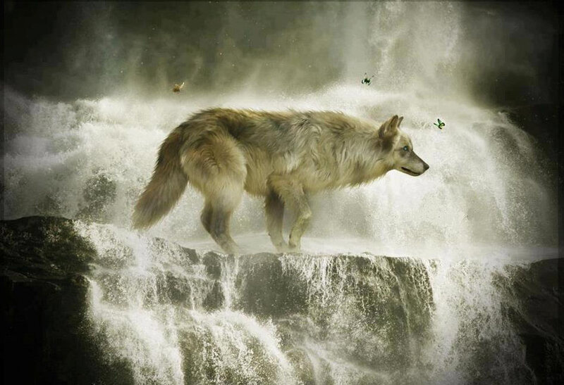 Wolf on Waterfall