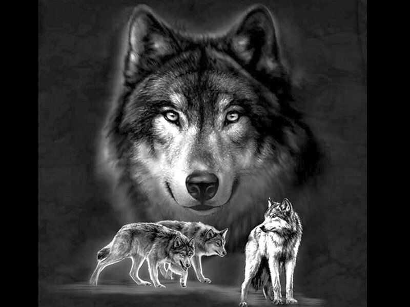 wolf pack artwork