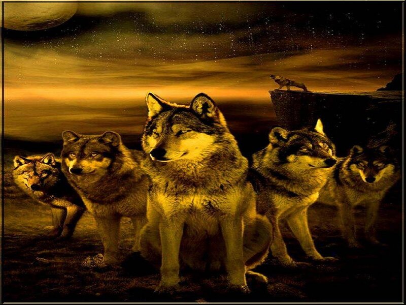 Wolf Pack at Night