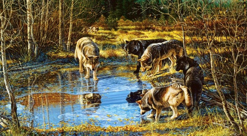 Wolf Pack at Stream