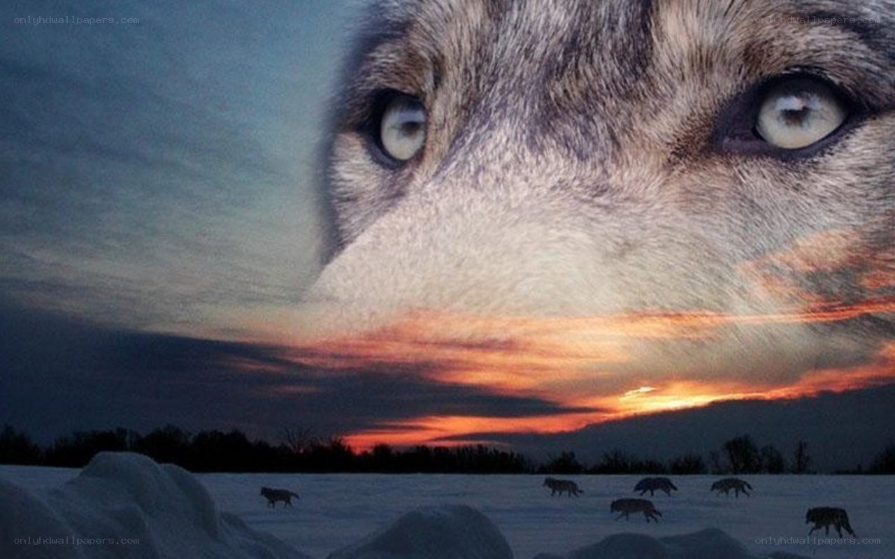 wolf pack at sunset